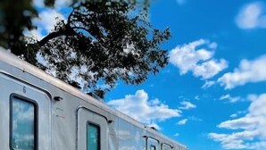 A row of mobile homes with external steps and windows, parked on a dirt path with trees and a clear sky in the background. - #47Sons River Ranch Safari Cabin (Kingsbury)