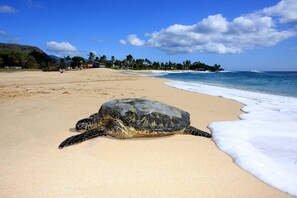 A beach with a sea turtle on the sand, a clear sky, and a distant shoreline with buildings and palm trees. - Aloha Breeze by Avantstay Ocean View, Near Beach (Waianae)