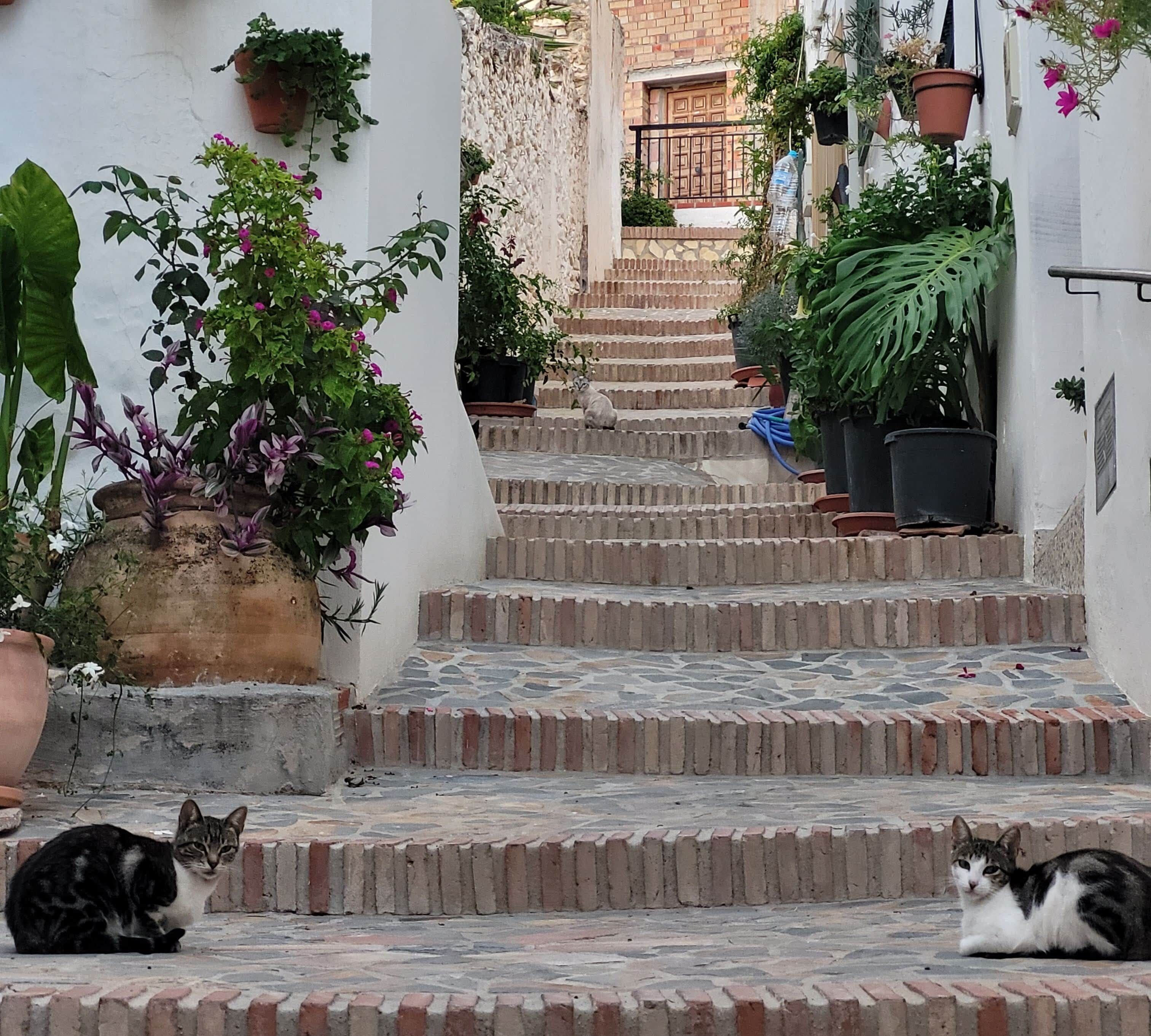 A staircase with potted plants on either side, leading to a building entrance.