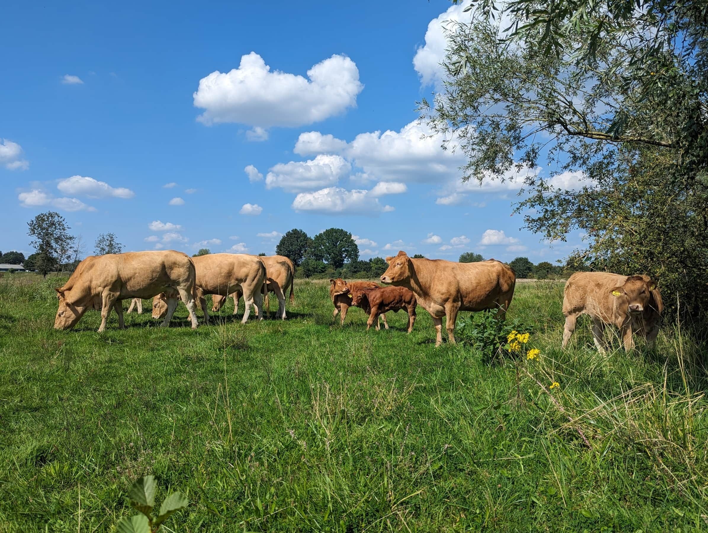 Eine Kuhherde grast auf einer grünen Wiese mit Bäumen und blauem Himmel im Hintergrund.