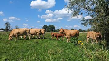 Eine Kuhherde grast auf einer grünen Wiese mit Bäumen und blauem Himmel im Hintergrund.