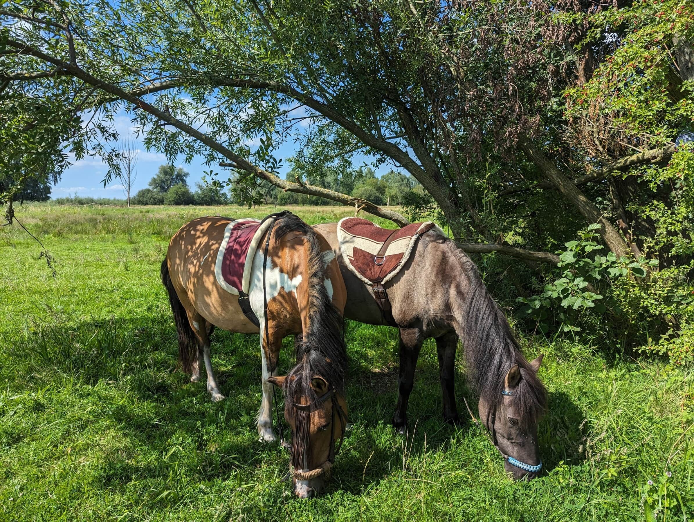 Twee paarden grazen in een grasveld met bomen op de achtergrond.
