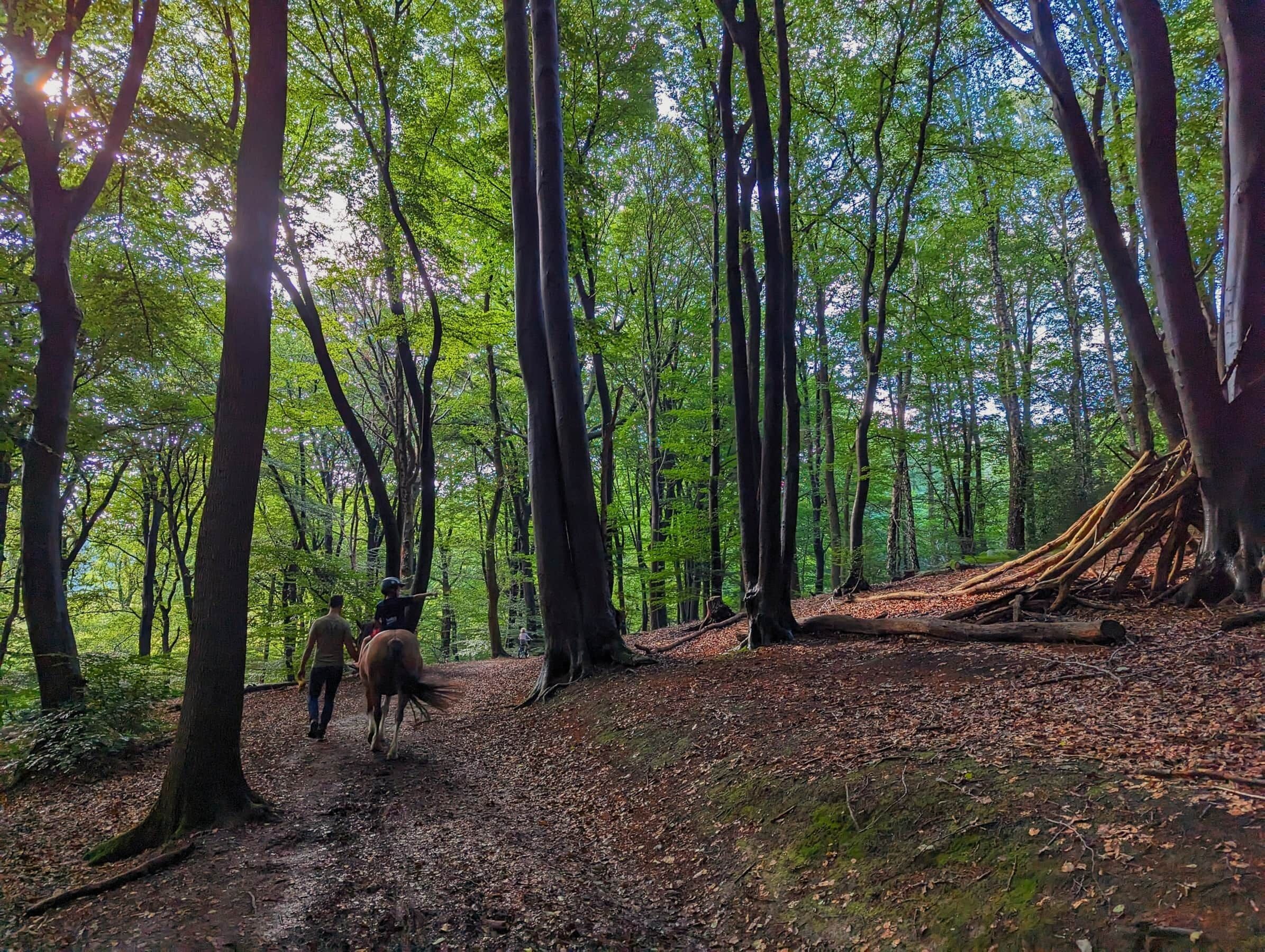 Un sentier forestier bordé d’arbres, avec un tronc d’arbre tombé.