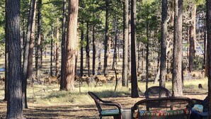 A forested area with a bench and a chair, likely a park or nature reserve. - Alpine Dog Friendly Cabin! (Alpine)
