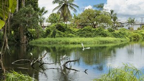 A serene pond surrounded by lush greenery and palm trees, reflecting the sky and clouds. - Happy Honu Oasis, Surf shack with pool and A/C (Hilo)