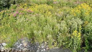 Et naturligt landskab med en å, stenede områder og varieret vegetation.