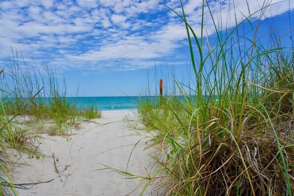 Walk along the beach pathway, surrounded by tall grasses and the ocean.