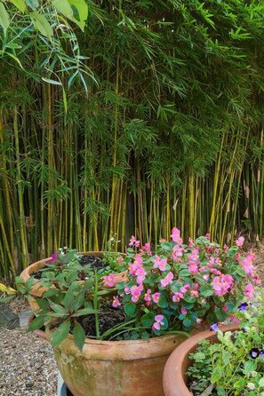 Vibrant pink flowers bloom amidst lush greenery in a beautiful garden setting.