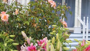 Ein weißes Haus mit Veranda und Garten mit rosa und weißen Blüten.