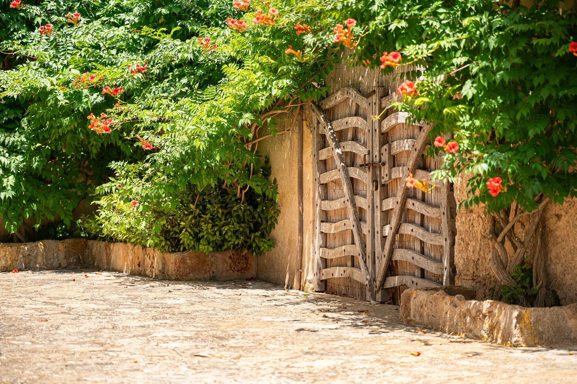 A cobblestone street with a wooden gate and lush green foliage.