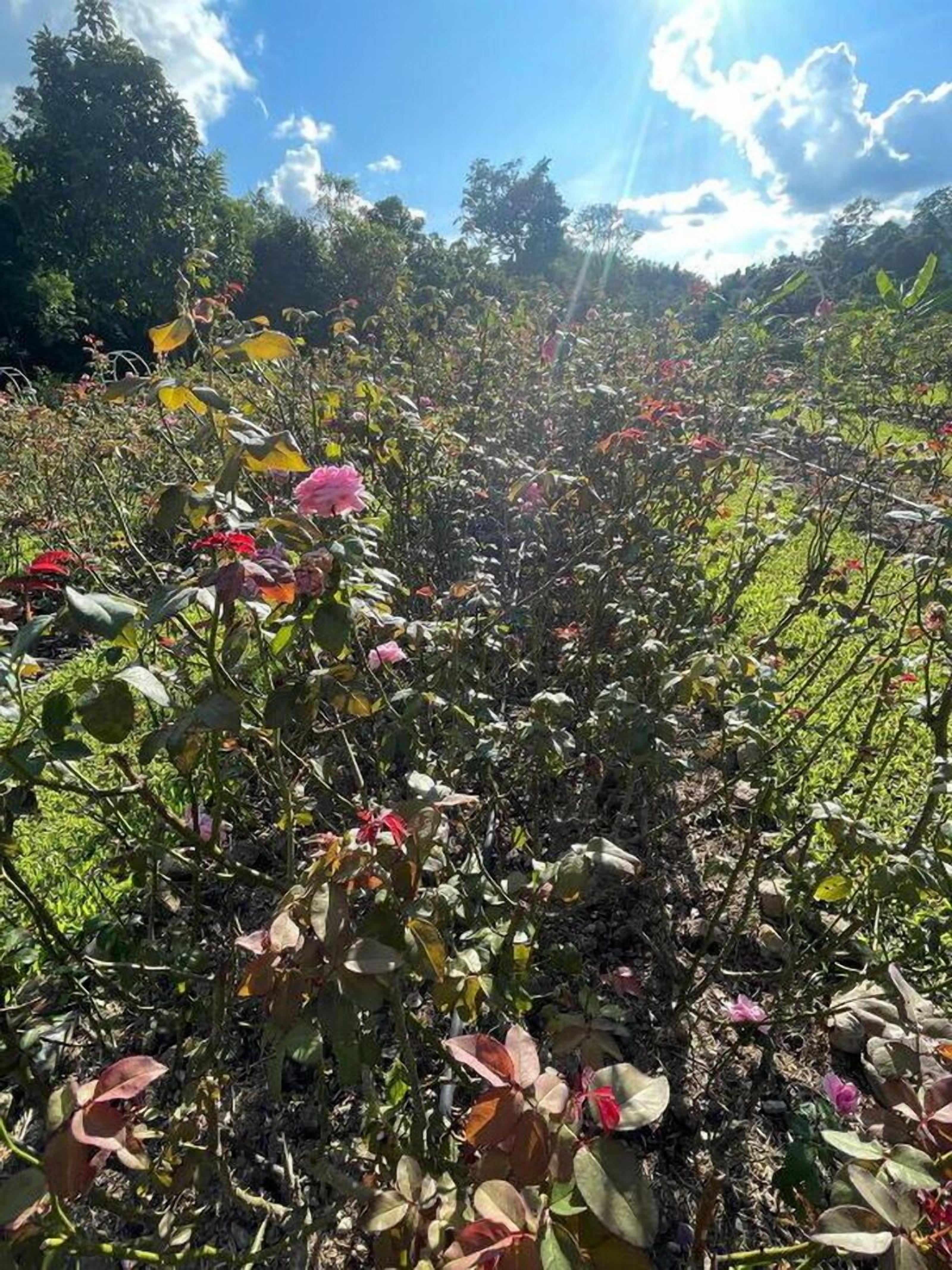 Un jardin où l’on trouve une variété de plantes et de fleurs.