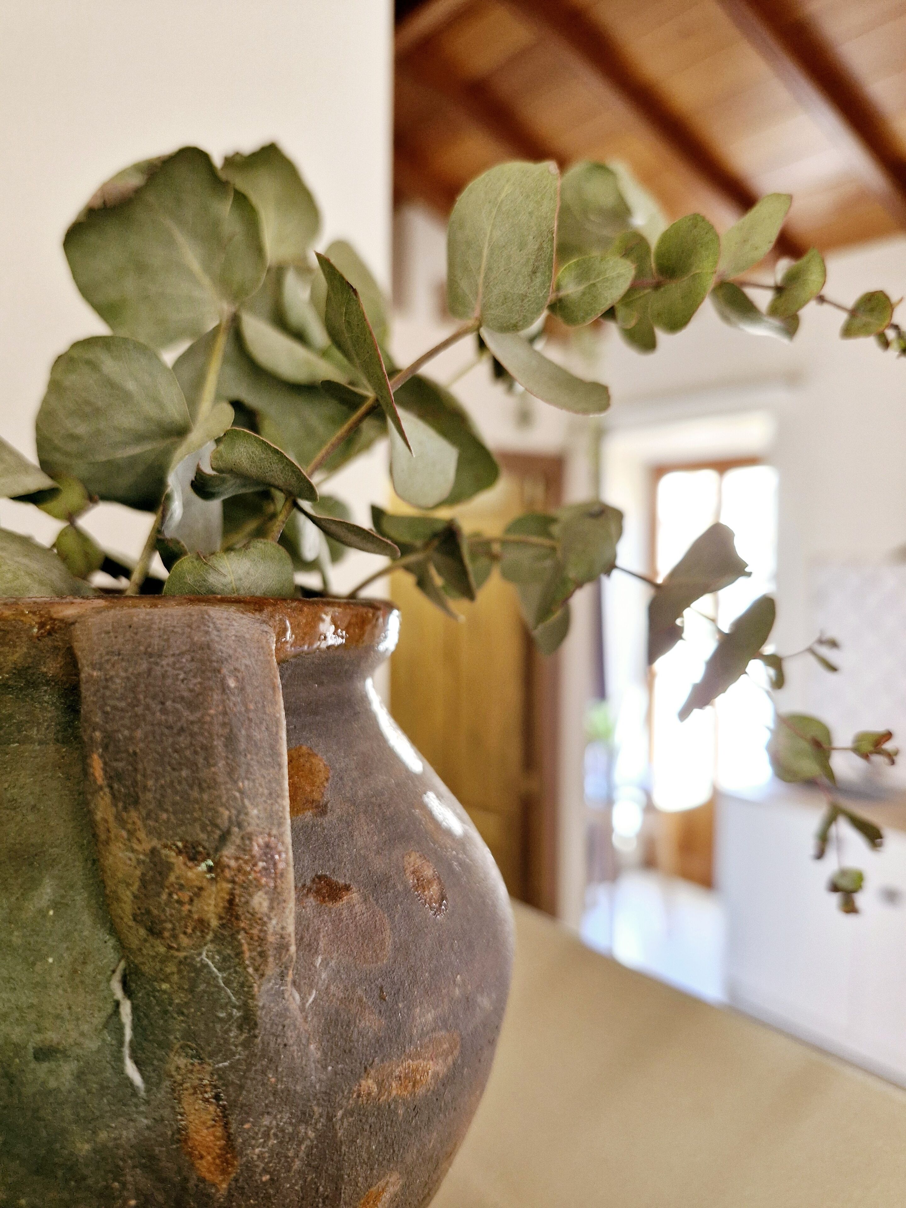 A potted plant with green leaves in a rustic vase.