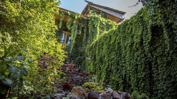 Un exuberante jardín con hiedra espesa cubriendo las paredes de un edificio, rodeado de diversas plantas y rocas.