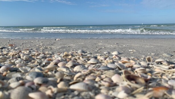 Ein Strand mit einer Vielfalt an Muscheln, die im Sand verstreut liegen.