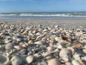 Ein Strand mit einer Vielfalt an Muscheln, die im Sand verstreut liegen.