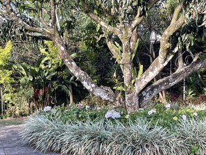 A tree with a thick trunk and branches, surrounded by various plants and flowers. - The Blossoms (Diyathalawa)