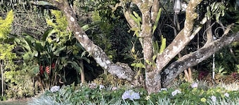 The Blossoms