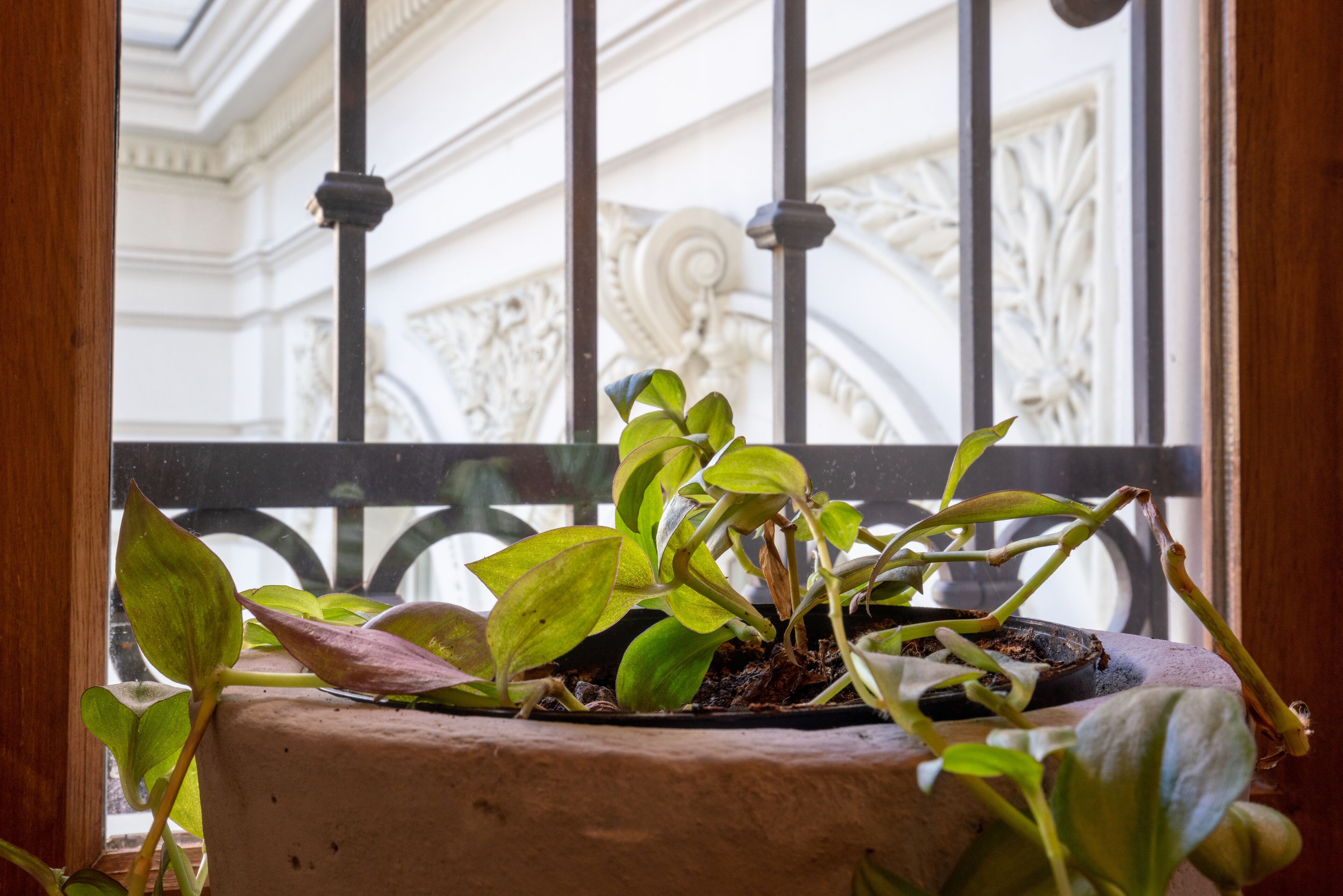 Una planta en maceta en un balcón con barandilla de hierro forjado y vistas a la arquitectura ornamentada de un edificio.