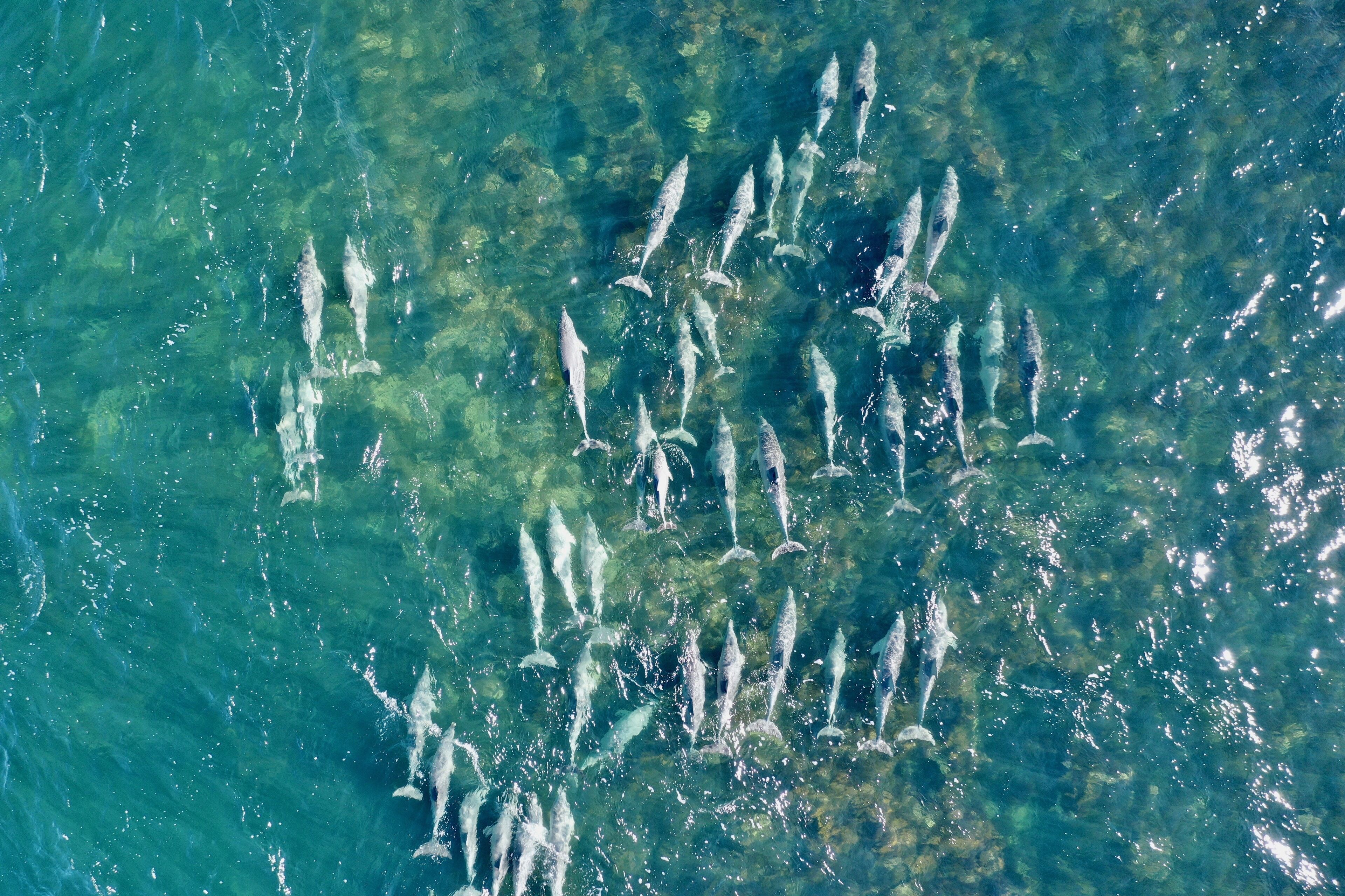 A large group of fish swimming in clear water.