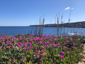 Un paysage côtier avec des fleurs d’un violet éclatant et un ciel bleu clair.