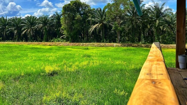 A view of a lush green field with a wooden bench, palm trees, and a clear blue sky. - Baanmae Resort Thachana Suratthani (Tha Chana)