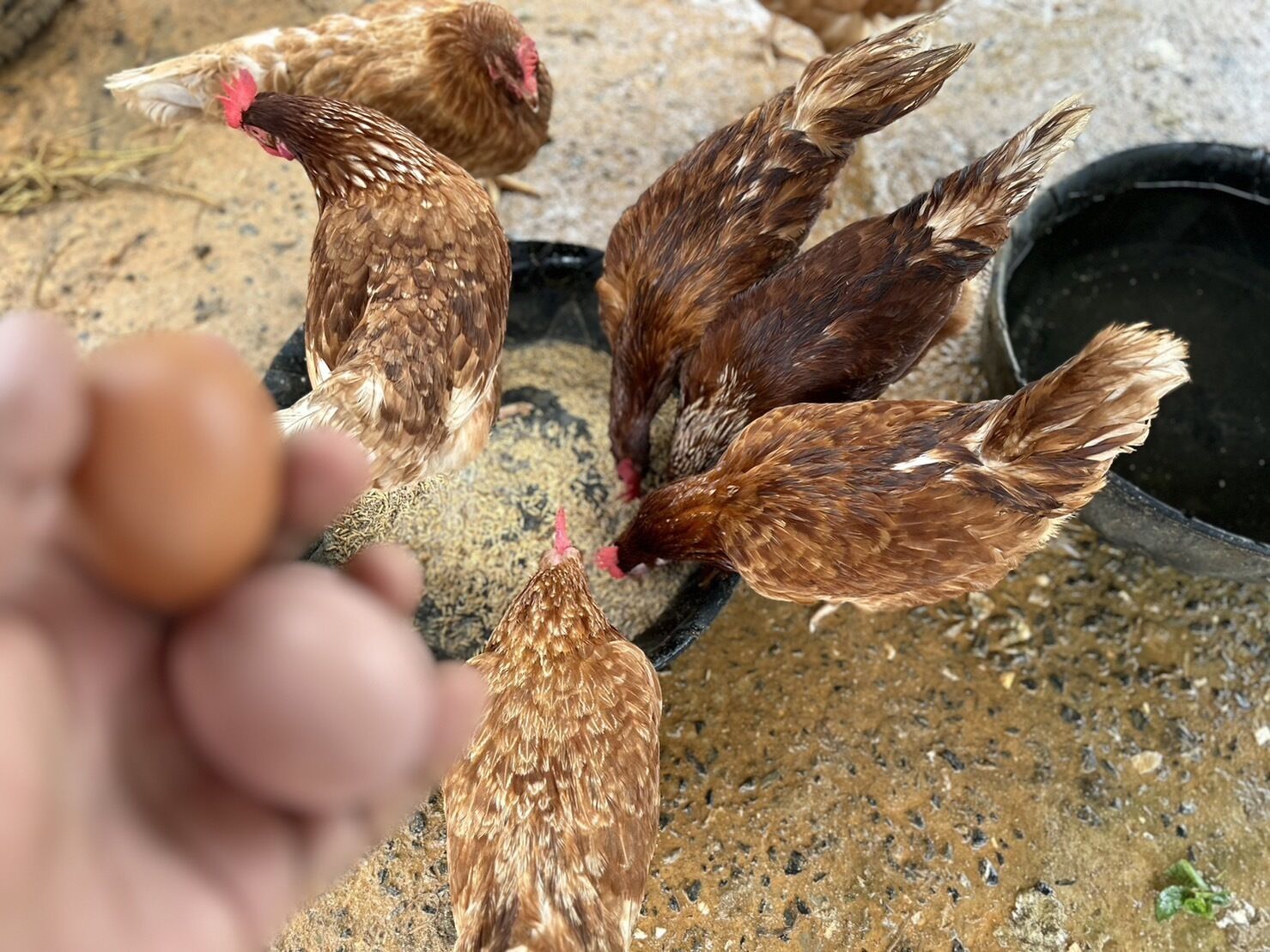 Primer plano de gallinas sobre una superficie de concreto, con una mano sosteniendo un huevo.