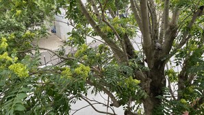 A tree with dense foliage and hanging clusters of green flowers, with a clear view of the surrounding area including a sidewalk and parked vehicles. - Studio Confortable Paris 13 (Paris)
