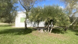 Un jardin avec des arbres et un bâtiment blanc doté d’une fenêtre verte.