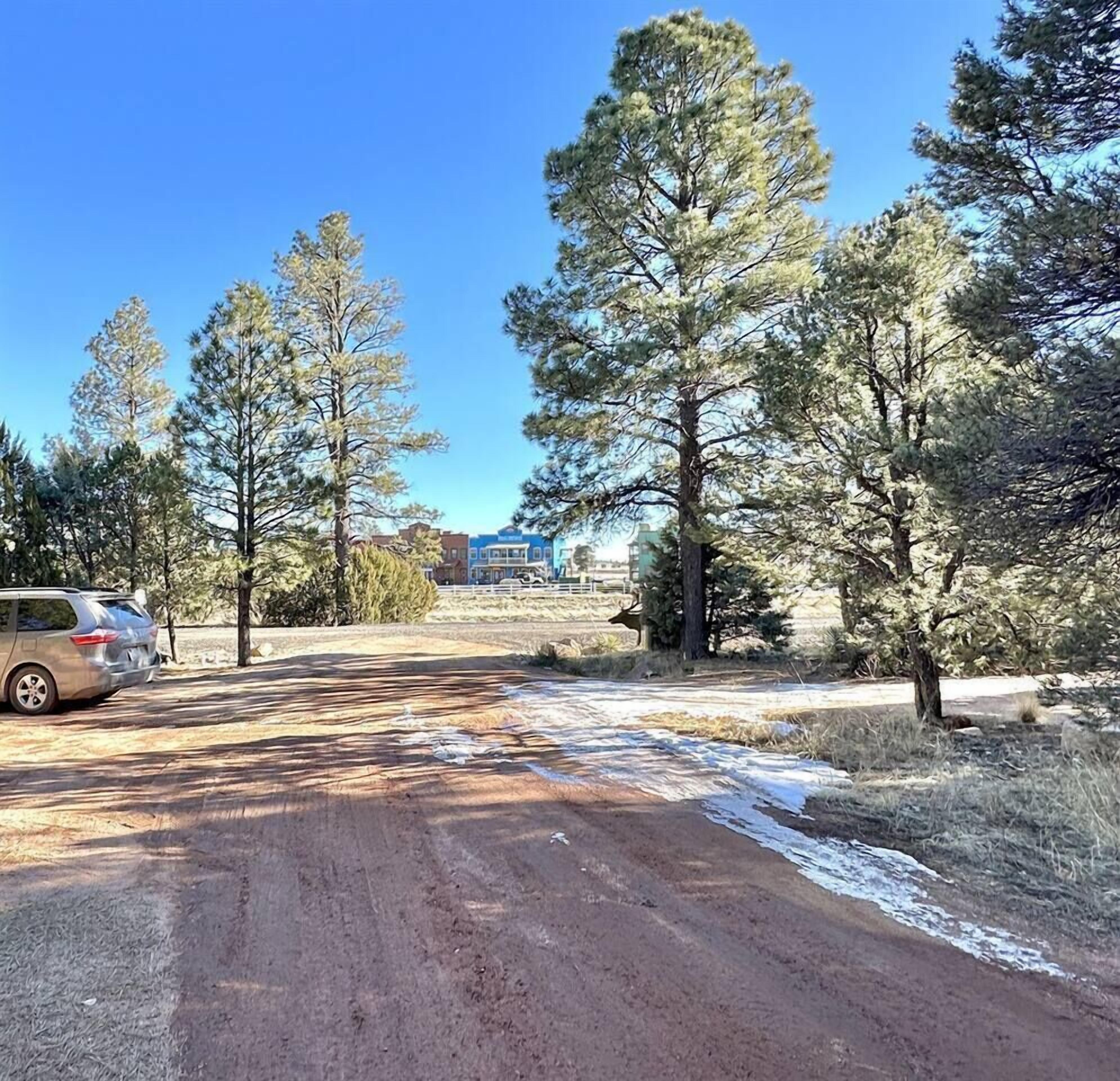 A dirt road with snow patches, surrounded by tall pine trees and a clear blue sky.