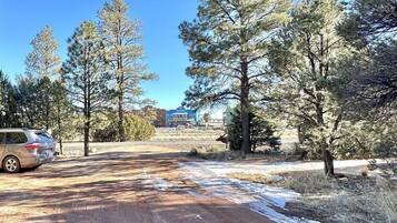 A dirt road with snow patches, surrounded by tall pine trees and a clear blue sky.