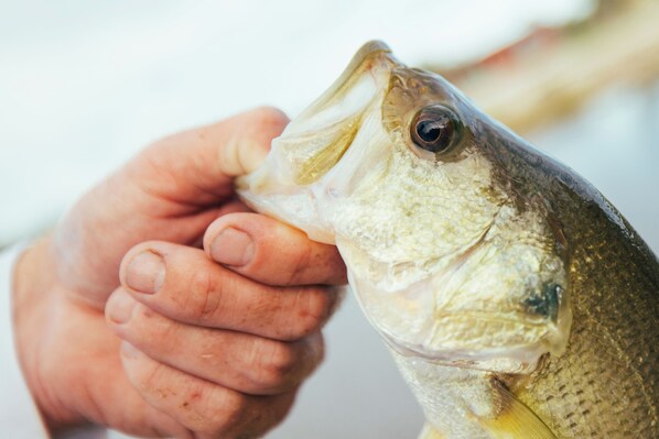 A close-up of a fish held by a hand.