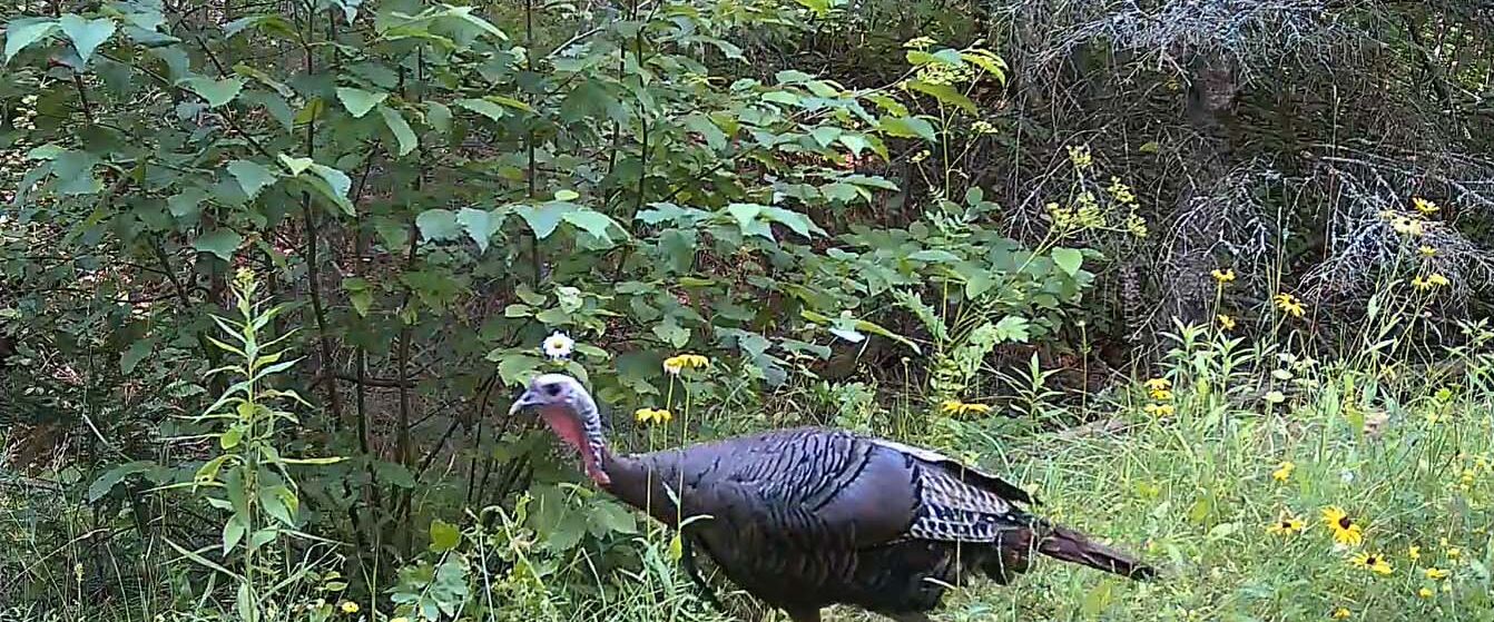 A turkey in a natural setting with dense foliage and wildflowers.