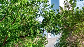 Une rue bordée d’arbres, avec un bâtiment moderne en arrière-plan.