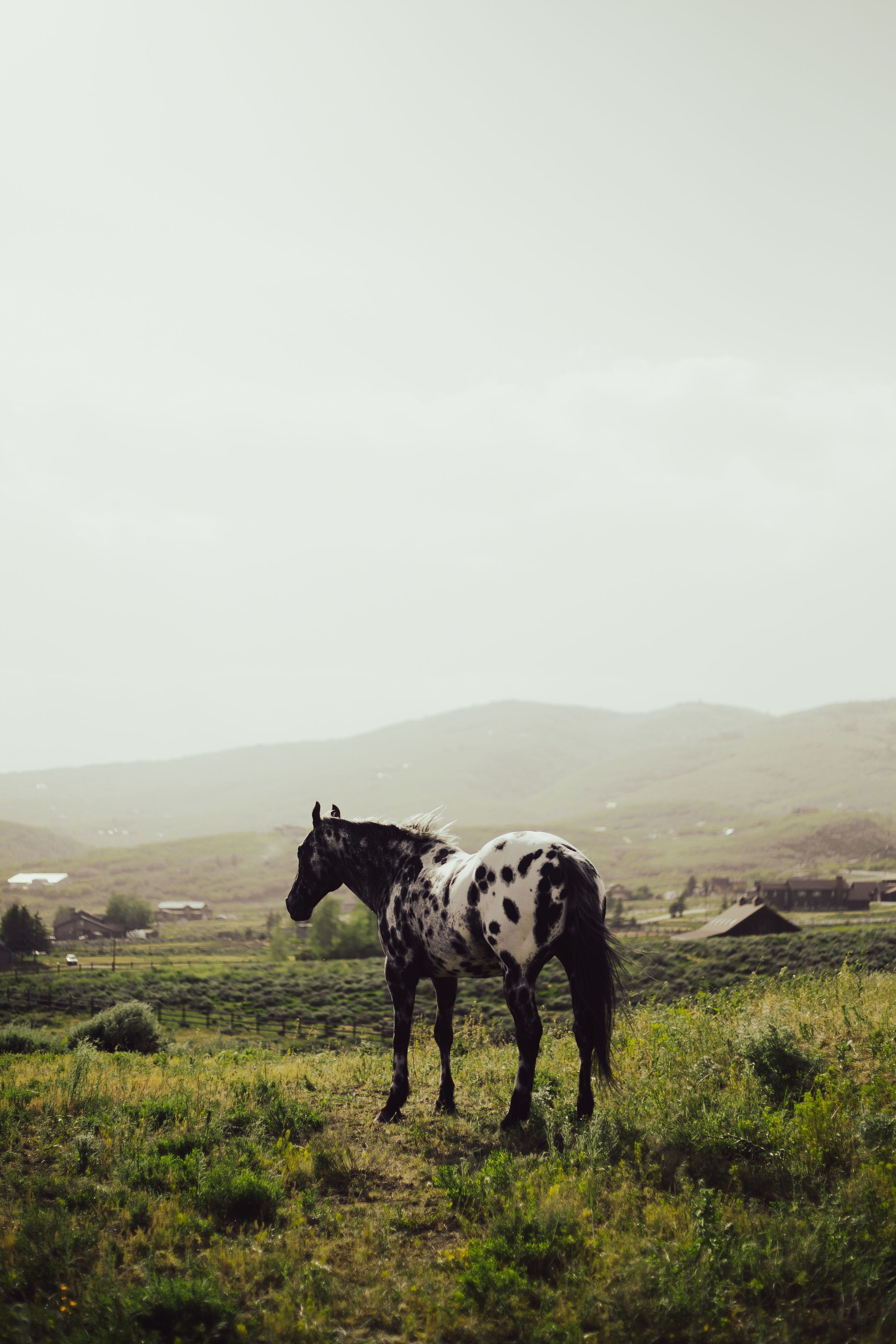 Un cheval se tient dans un champ herbeux, avec des collines ondulantes en arrière-plan.