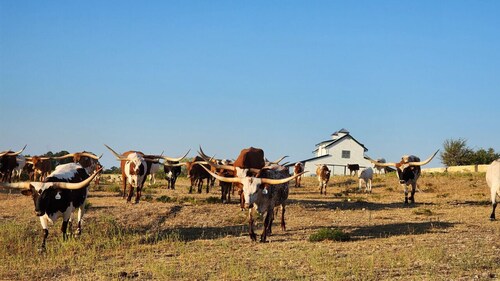 Cowboy Up - Luxury Waterfront Ranch Villa at Twin Canyons Longhorn Ranch
