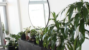 Un intérieur moderne avec une console de couleur sombre, de nombreuses plantes en pot et un grand miroir mural.