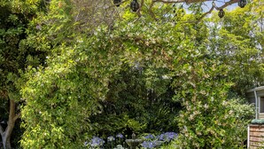 A garden pathway leading through a white picket fence, surrounded by lush greenery and flowering plants. - The De La Vina Inn (Santa Barbara)