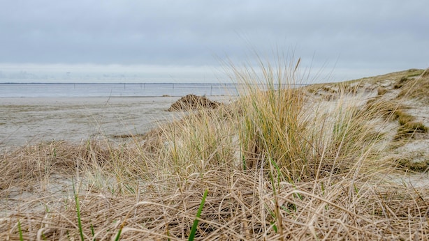 A beach with sand dunes and sparse vegetation. - Apartment 'Ferienwohnung Neumann' with Private Terrace, Private Garden and Wi-Fi (Neuschoo)