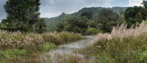 Un río serpentea a través de un paisaje exuberante, con vegetación densa y una colina al fondo.