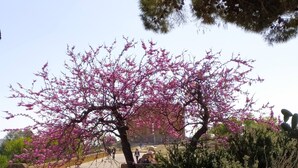 A pathway leading to a gated area with blooming pink trees. - Atena apartments 1 Agrigento center: your retreat in Agrigento (Agrigento)