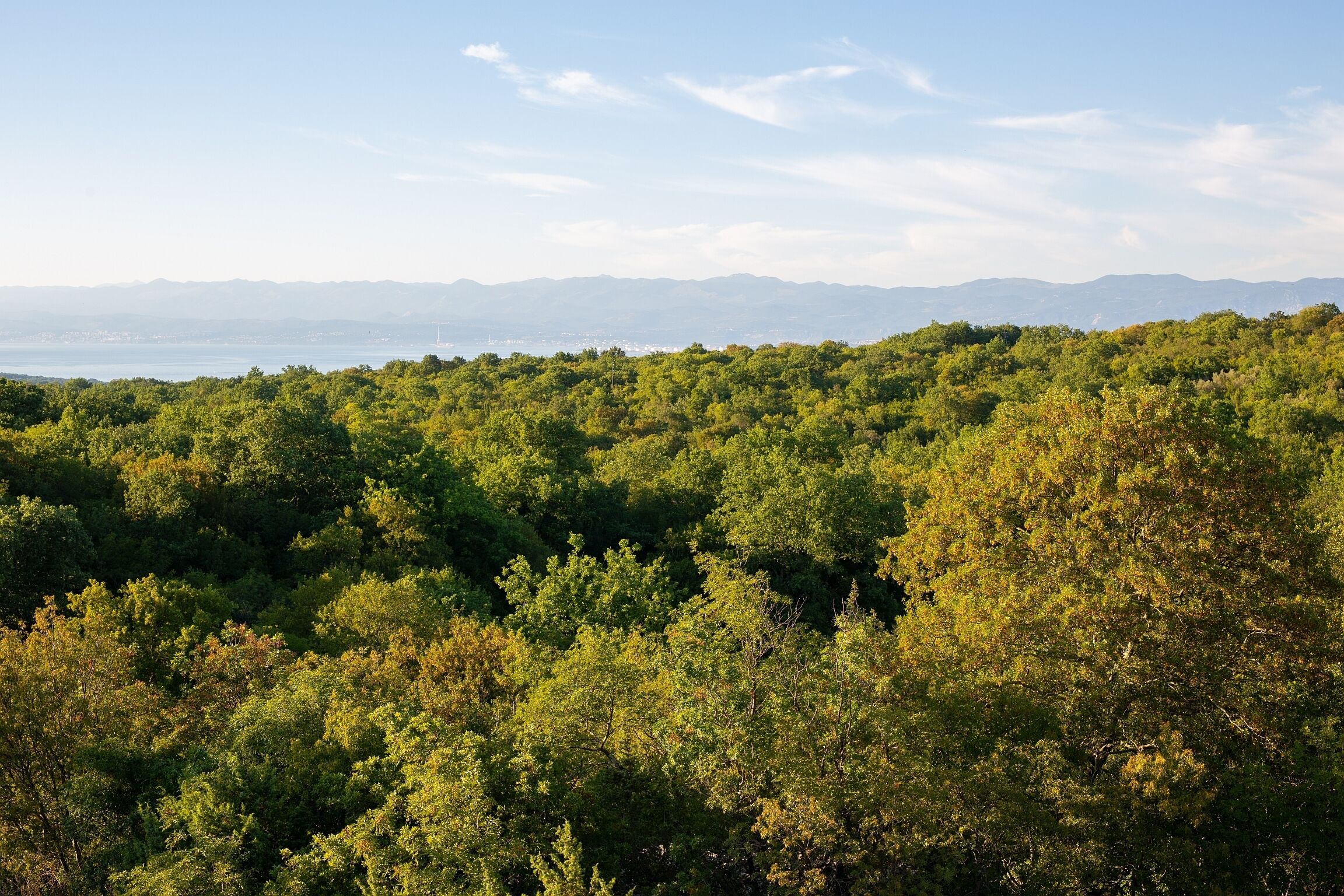 Une forêt dense, avec une vue lointaine sur des montagnes et une étendue d’eau.