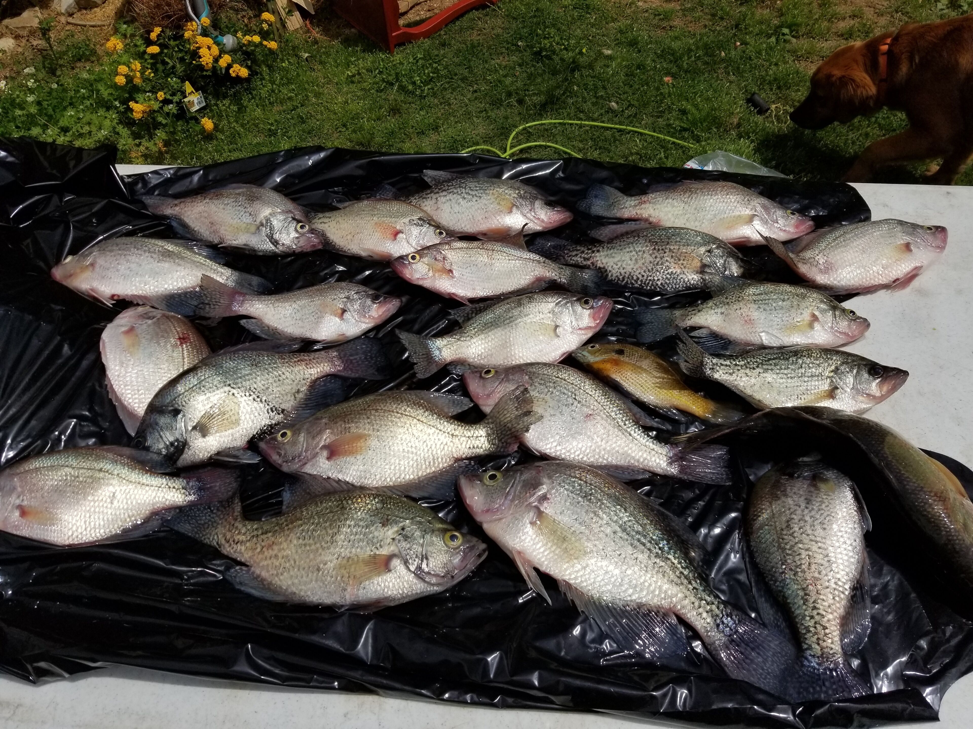 A large black plastic bag filled with various fish on a table.