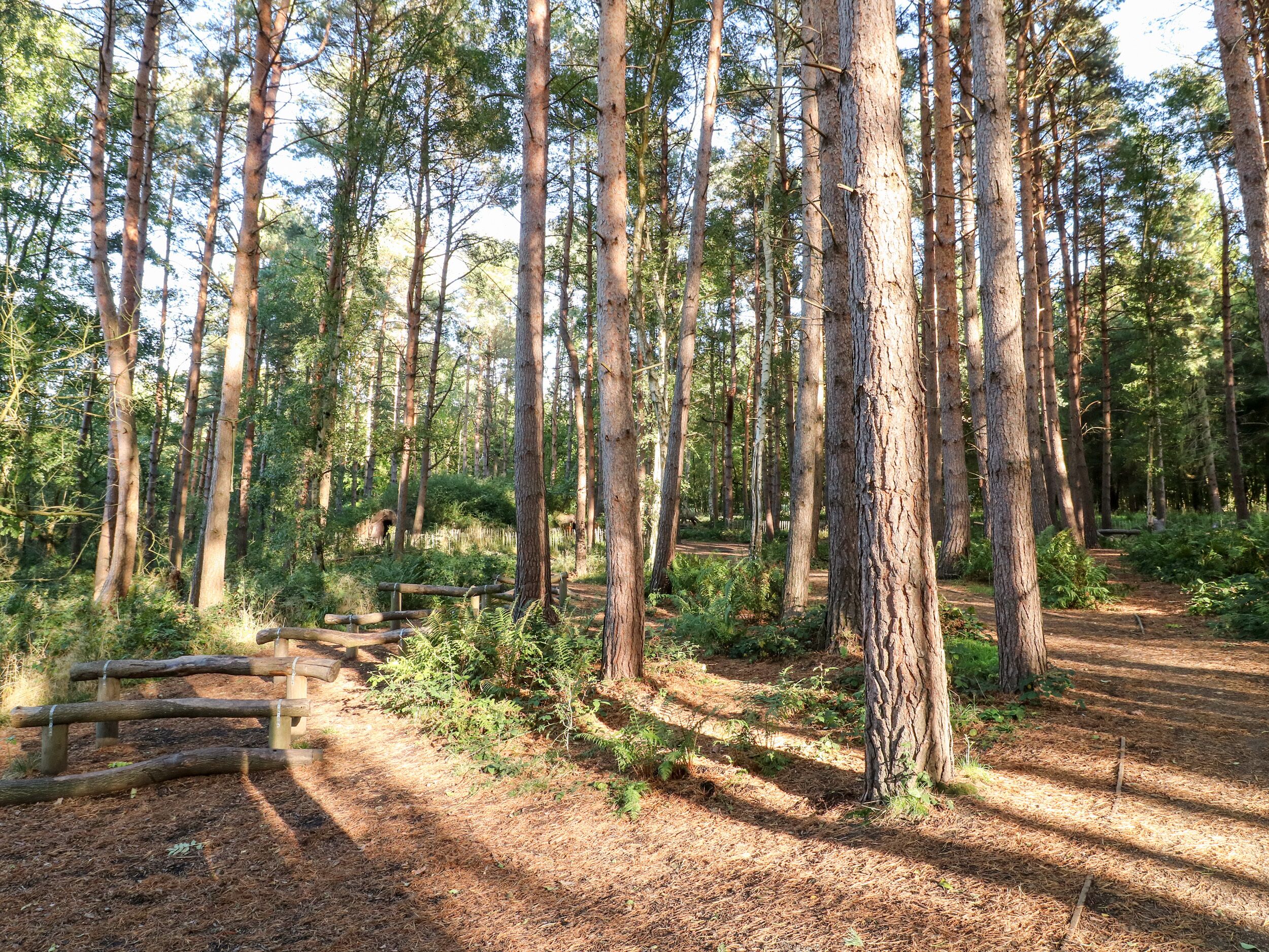 A forested area with tall trees, a dirt path, and a wooden fence.