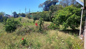 Paisaje rural con un campo cubierto de hierba, varios arbustos y algunas flores rojas. Se observan líneas eléctricas y un edificio al fondo.