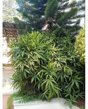 Property grounds - Luxury Room, Pools, Gardens & Hammock in Bangalore

 (Bengaluru)