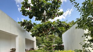 Ein Innenhof mit Baum, dichtem Buschwerk und einem weißen Gebäude.