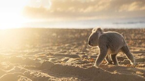 A lamb on a beach with a sunset in the background.