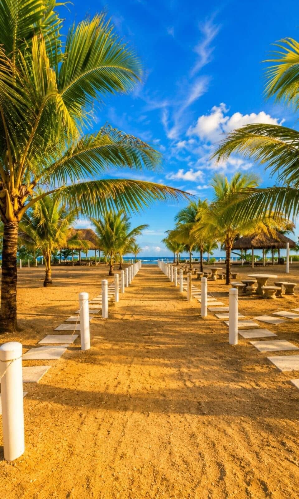 Un sendero bordeado de palmeras y bancos que conduce a una playa.