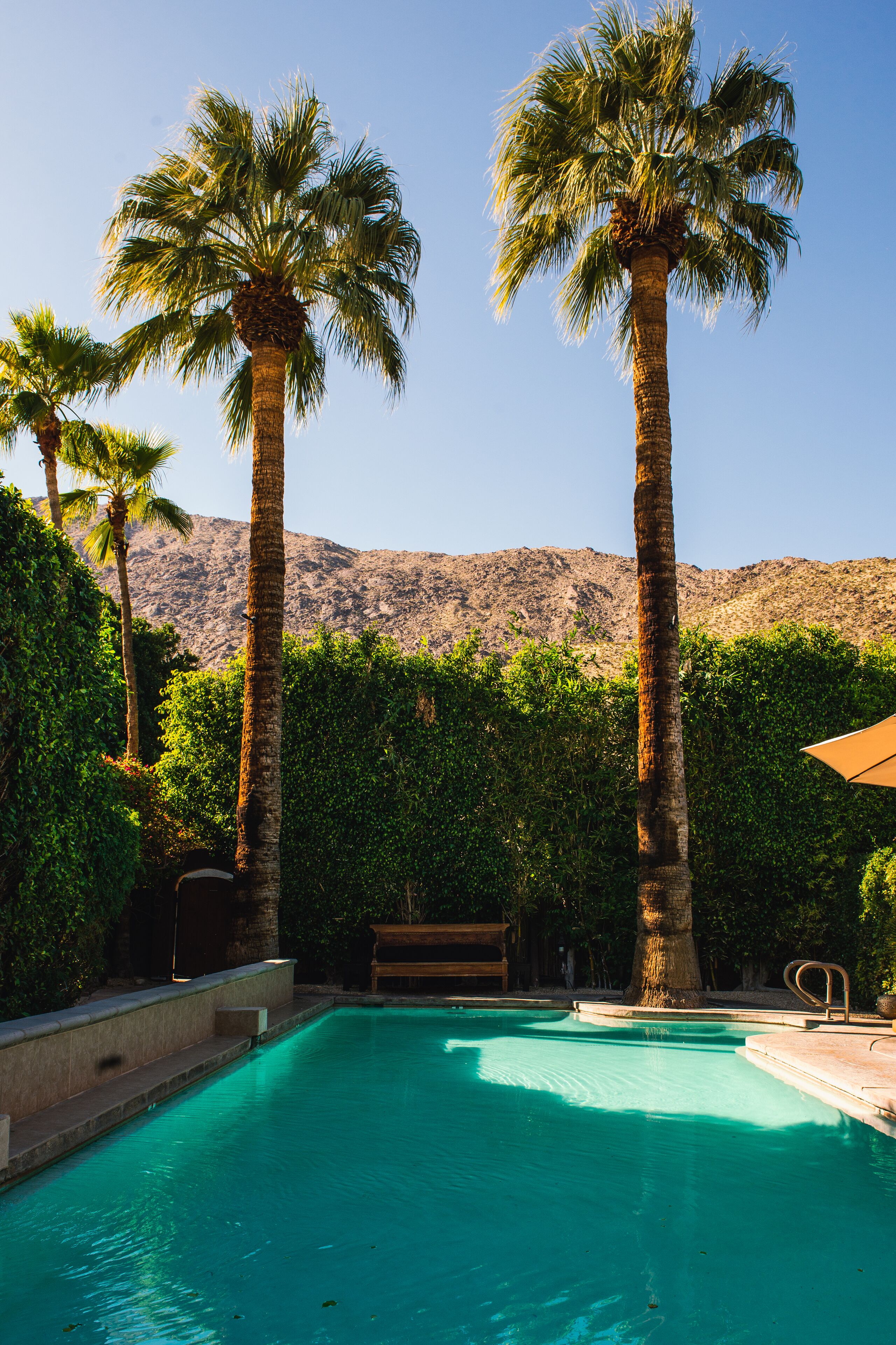 A swimming pool with palm trees and a mountain backdrop.