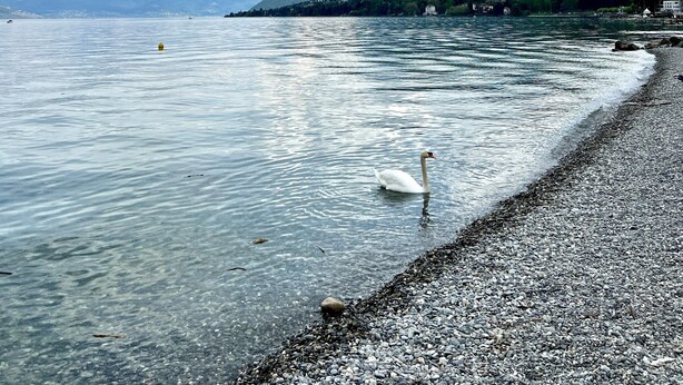 Un lac paisible, avec un cygne, une rive de galets et des montagnes en arrière-plan.